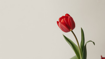 Fototapeta premium Red tulip blooms against a soft, neutral background. Ideal for minimalist branding, soft posters, product photography.