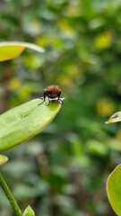 Flies with red eyes and thin wings perched on fresh green leaves after rain, with natural blur background. This type is often seen flying in kitchens, cages, trash cans, etc.