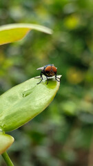 Flies with red eyes and thin wings perched on fresh green leaves after rain, with natural blur background. This type is often seen flying in kitchens, cages, trash cans, etc.