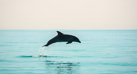 Fototapeta premium A dolphin leaps gracefully out of the turquoise water against a pale sky in a display of nature's beauty.