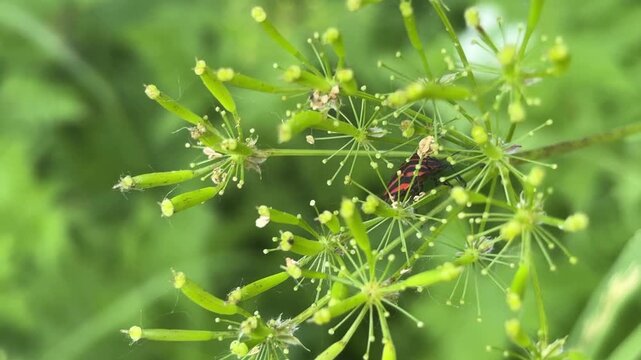 A vibrant striped shield bug (Graphosoma italicum) rests peacefully on the delicate green flowers of an umbellifer plant, captured in a close-up shot amidst the lush nature near Bansko, Bulgaria.