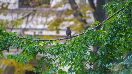 Small bird perched on a branch with green leaves – isolated subject with blurred background.