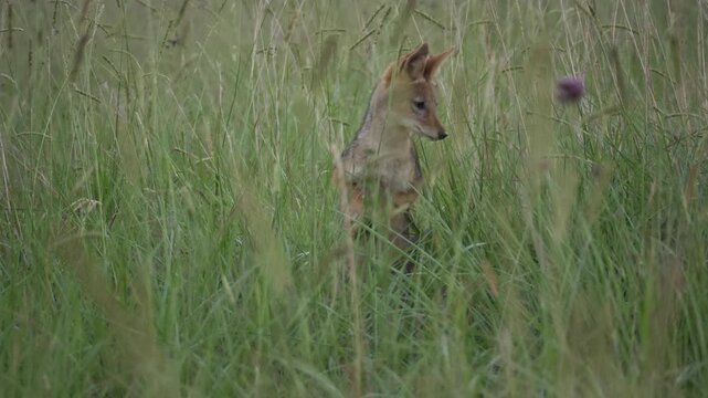 Black backed jackal pounces through tall green grass, in pursuit of prey