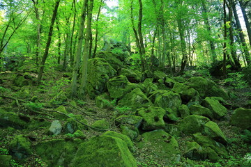 Fototapeta premium Moss covered boulders in temperate forest