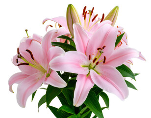 Fototapeta premium flowers isolated on white - Firefly_Pink lily flower bouquet isolated on transparent background 