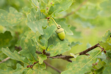 A green acorn on a branch. Oak leaves.
