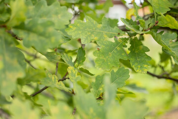 Oak branches with leaves. An insect on an oak leaf.
