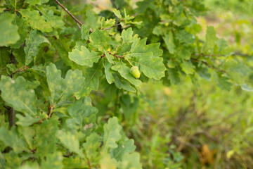A green acorn on a branch. Oak leaves.