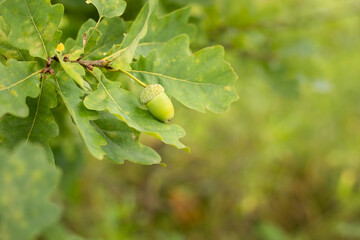 A green acorn on a branch. Oak leaves.