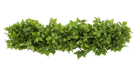 Isolated Green Plant