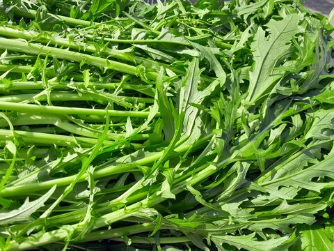 Mizuna japanese mustard greens culinary vegetable . California pepper grass or spider mustard greens culinary vegetable food.