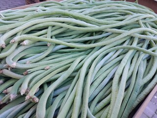 Green white Yardlong vegetables raw food. Long beans healthy nutrition vegetable.  