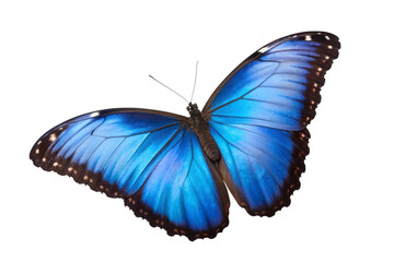 Obraz premium Vibrant blue butterfly isolated on transparent background, a beautiful insect with intricate wing patterns