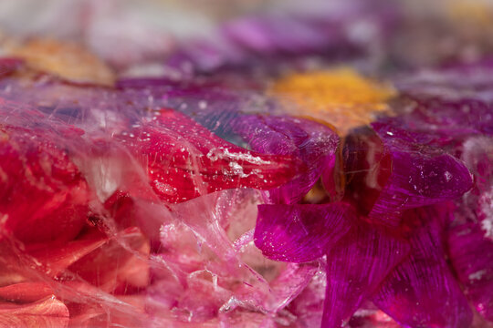 abstract art with close up of pink, red and purple flower petals frozen in ice block