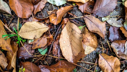 Autumn leaves on the ground