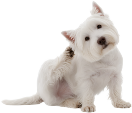 Westie Dog Scratching