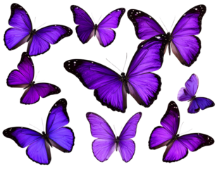  flowers isolated on white - Firefly_Set of Purple butterflies flying in the air isolated on white background PNG,AI GENER  