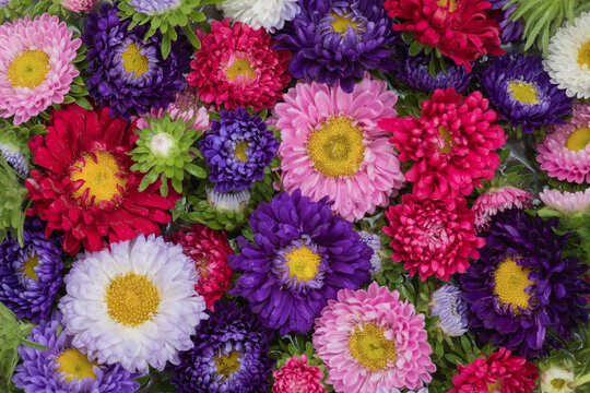 Fototapeta colorful flowers background with michaelmas daisy or aster in purple, red, white and pink