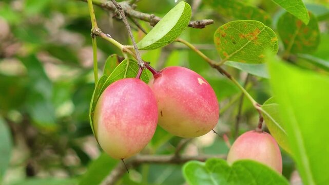 Carunda or Karonda fruit on tree organic garden
