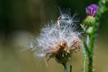 Delicate Thistle Seeds in the Wind
