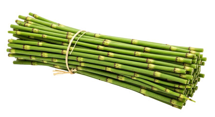 Isolated Horsetail Plant