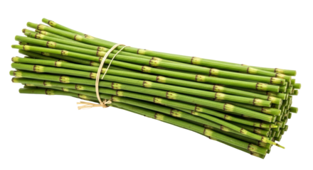 Isolated Horsetail Plant