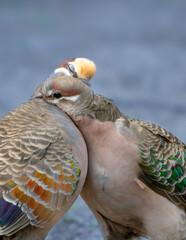 Pair of Bronzewing Pigeons in a Tender Moment