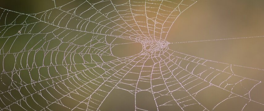 spider web in the morning with dew drops in autumn