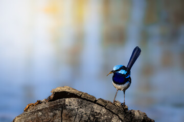 Superb Fairy-wren in Mid-air with a Bug