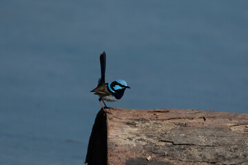 Superb Fairy-wren in Mid-air with a Bug