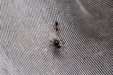 Black-winged ant (ant alate) attacked by small black ant on a fish net