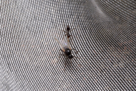 Black-winged ant (ant alate) attacked by small black ant on a fish net