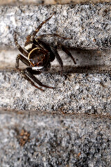 Male Adanson's house jumper, a jjumping spider (Hasarius adansoni) on a grey wall, located in West Java, Indonesia.