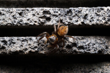 Female Adanson's house jumper. a jumping spider (Hasarius adansoni) on a grey wall, located in West Java, Indonesia.