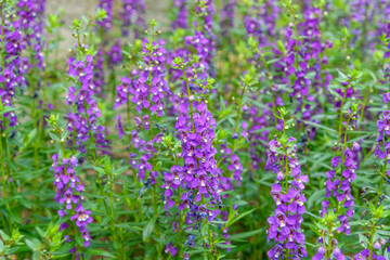 Purple Angelonia flowers in full bloom