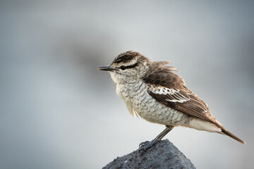 A White-fronted Chat Perched on a Post