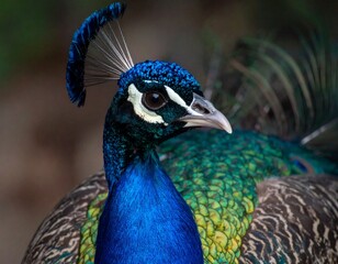 Obraz premium Peacock Portrait: Majestic Bird with Vibrant Plumage