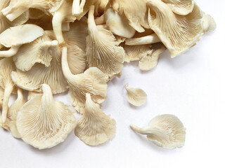 Close View of Edible Oyster Mushroom Caps and Stems