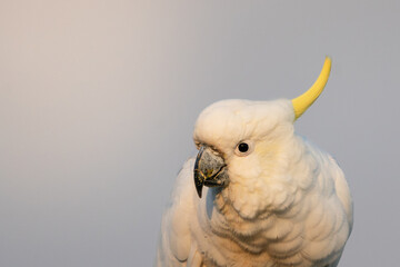 Sulphur-crested Cockatoo Portrait