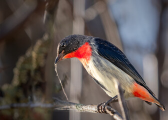 Mistletoebird Building a Nest