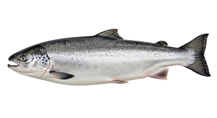 Naklejka premium Isolated Salmon Fish