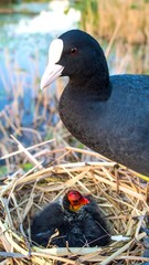 Bird with chick in nest by water