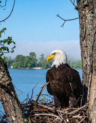 Bald eagle in nest by water