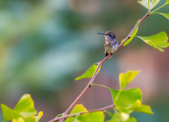 A male ruby-throated hummingbird perched on a gingko biloba branch.  It's almost done molting after mating season, with only a few red feathers left on its throat.