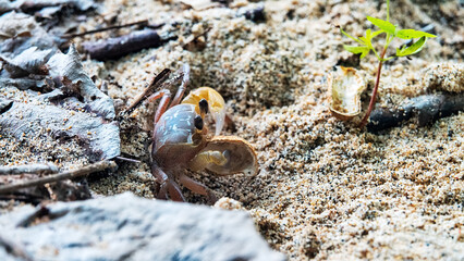 Hermit crab eats peanuts. shell-house on Sulawesi Island