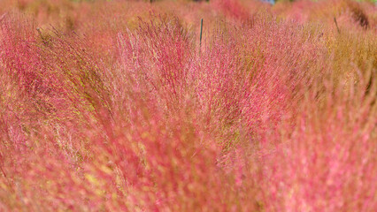 Autumn pink kochia field swaying in the wind
