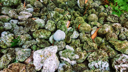 Volcanic tuff (igneous-rock froth, pumice-stone) and skeletons of sponges beach on the coast of Sulawesi. Dead Coral Beach
