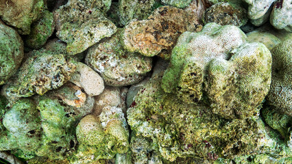 Volcanic tuff (igneous-rock froth, pumice-stone) and skeletons of sponges beach on the coast of Sulawesi. Dead Coral Beach