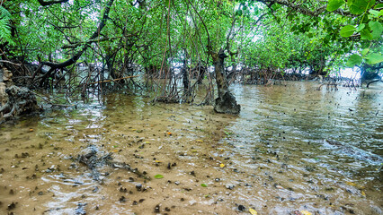 Tropical seas of South Asia. Sulawesi sea. Bunaken Island coast. Mangrove forests