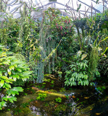 Wide shot of the interior of the large, open-to-the-public, greenhouse in Basel with tropical plants. 